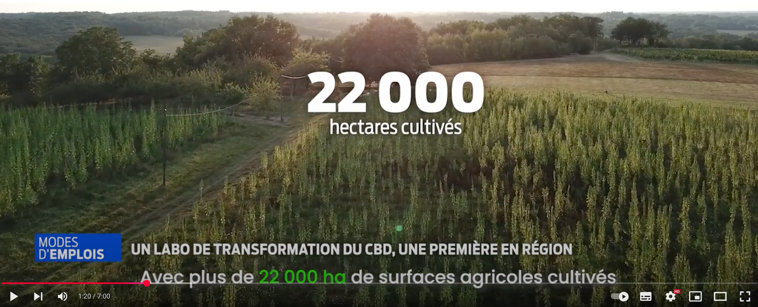 🎥 Reportage TV7 x Sud Ouest : La Ferme Médicale, au cœur de la filière chanvre en Nouvelle-Aquitaine