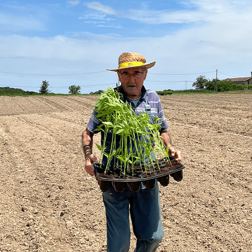 Quelle est la différence entre CBD, CBG et THC ?