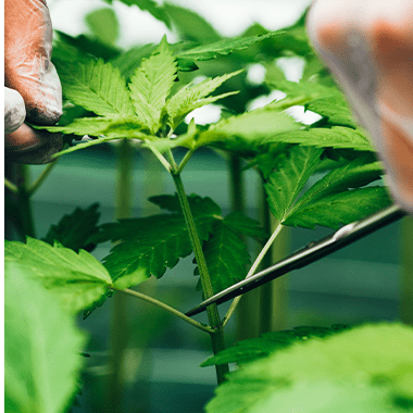 🌿 Qu’est-ce qui garantit la qualité de votre huile de CBD ?